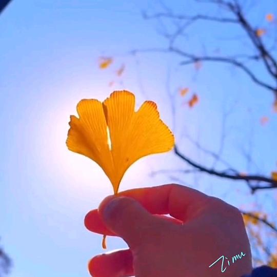 贵菊逸清芳