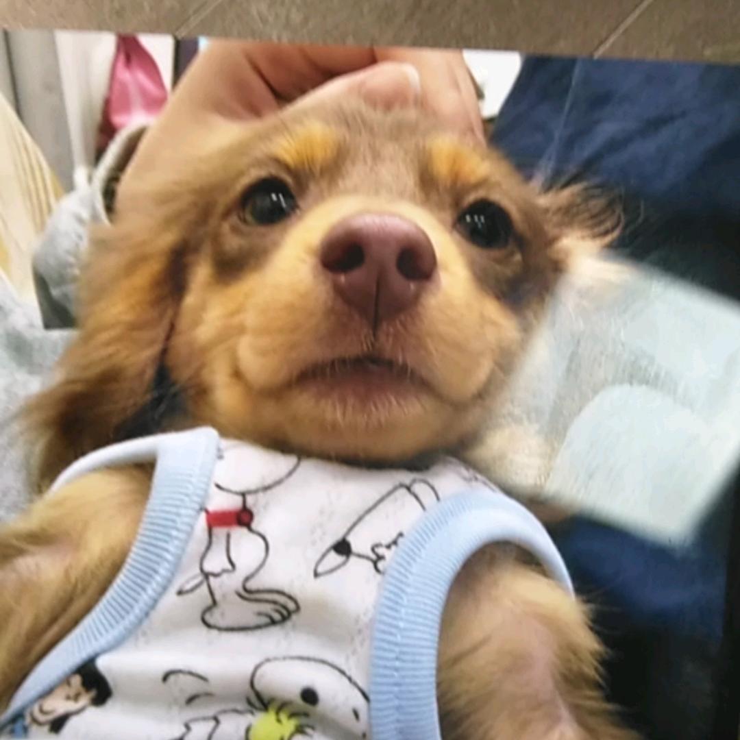 小纯哥哥