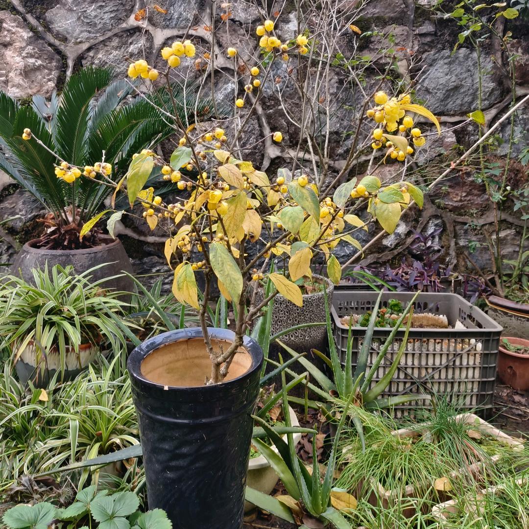 小虫子