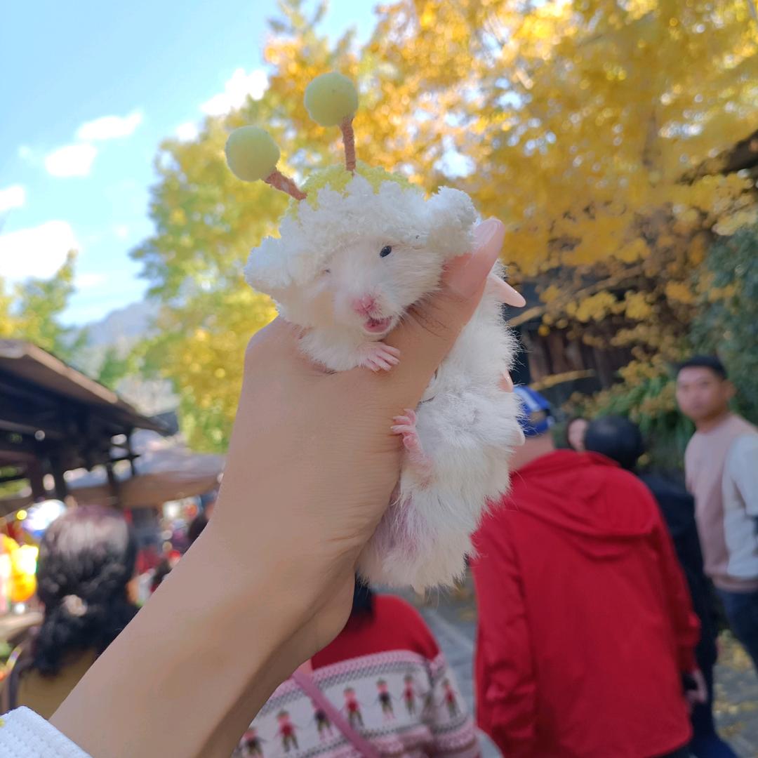 PiuPiu宠家萌宠