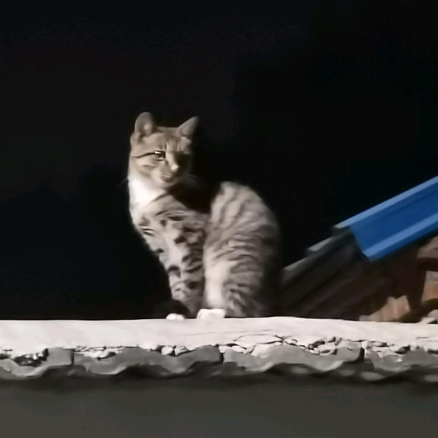 爱吃香菜（打工版）