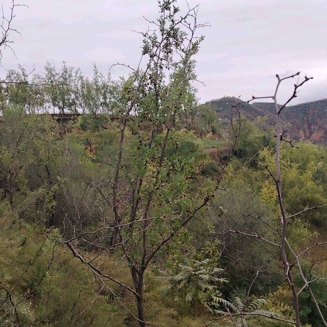 ꧁ 随心所欲꧂