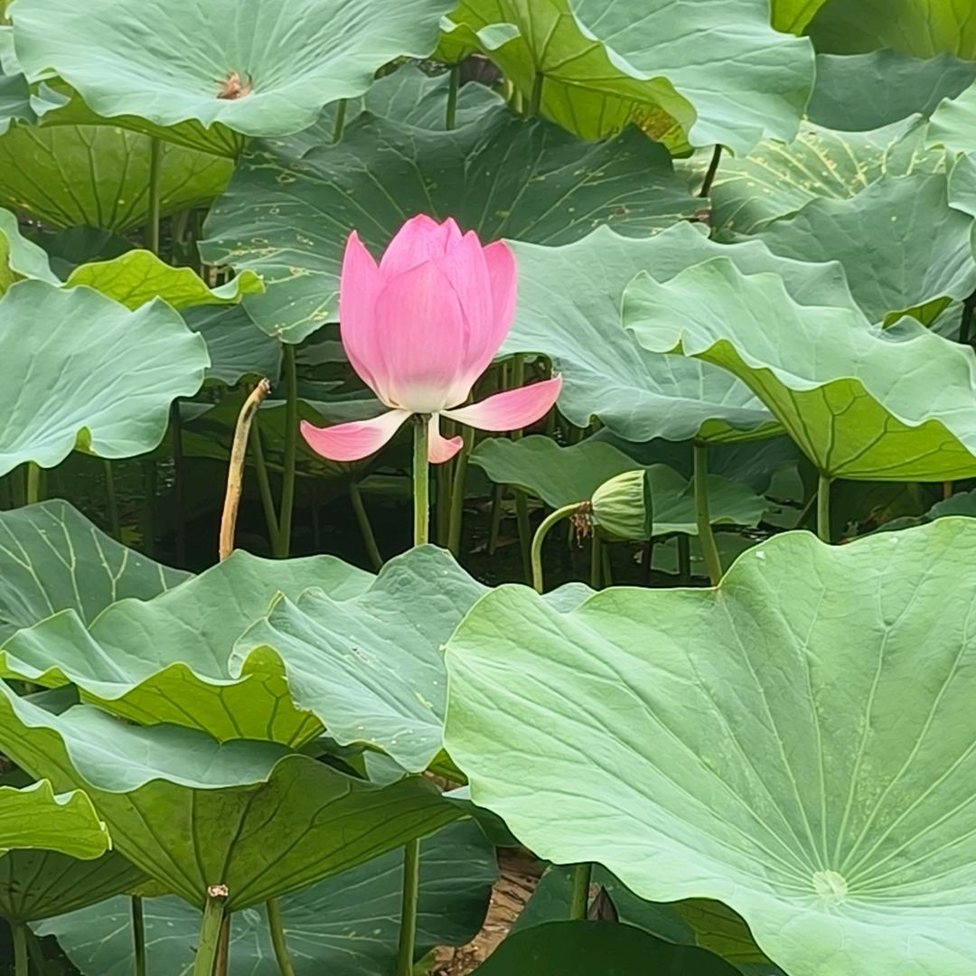 @鑫淼@