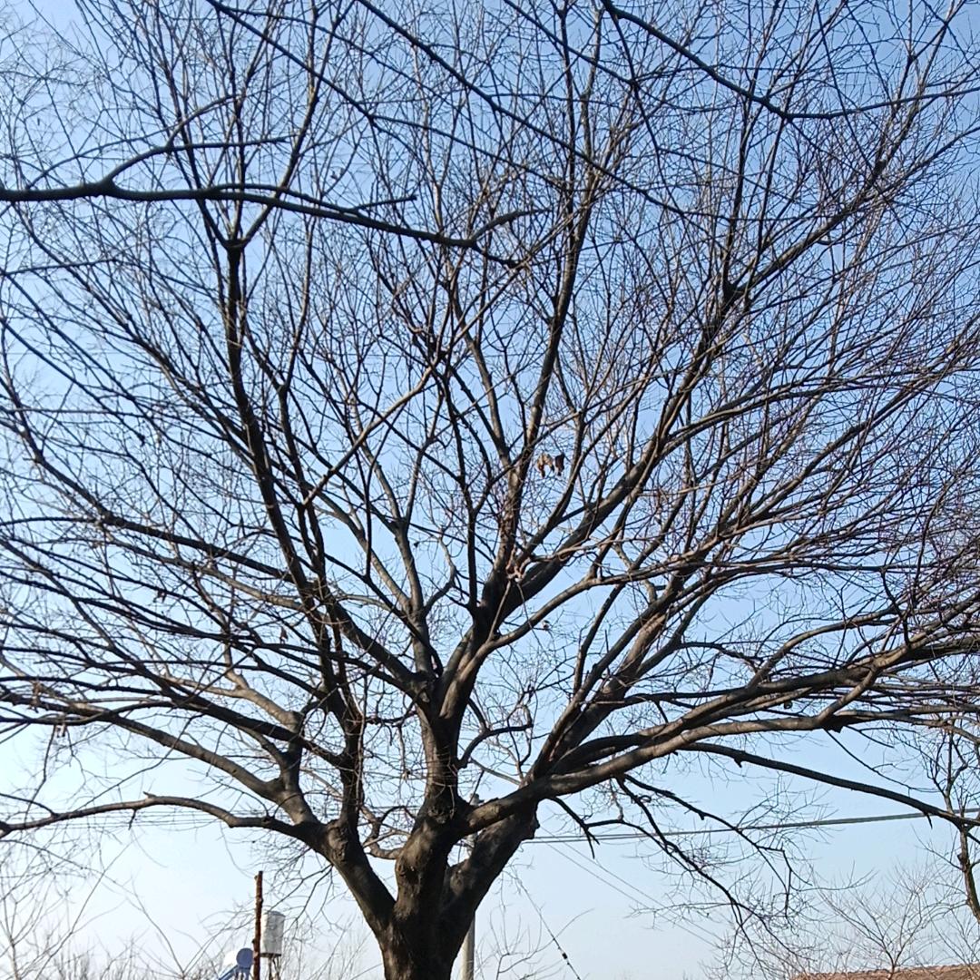 朴树专供