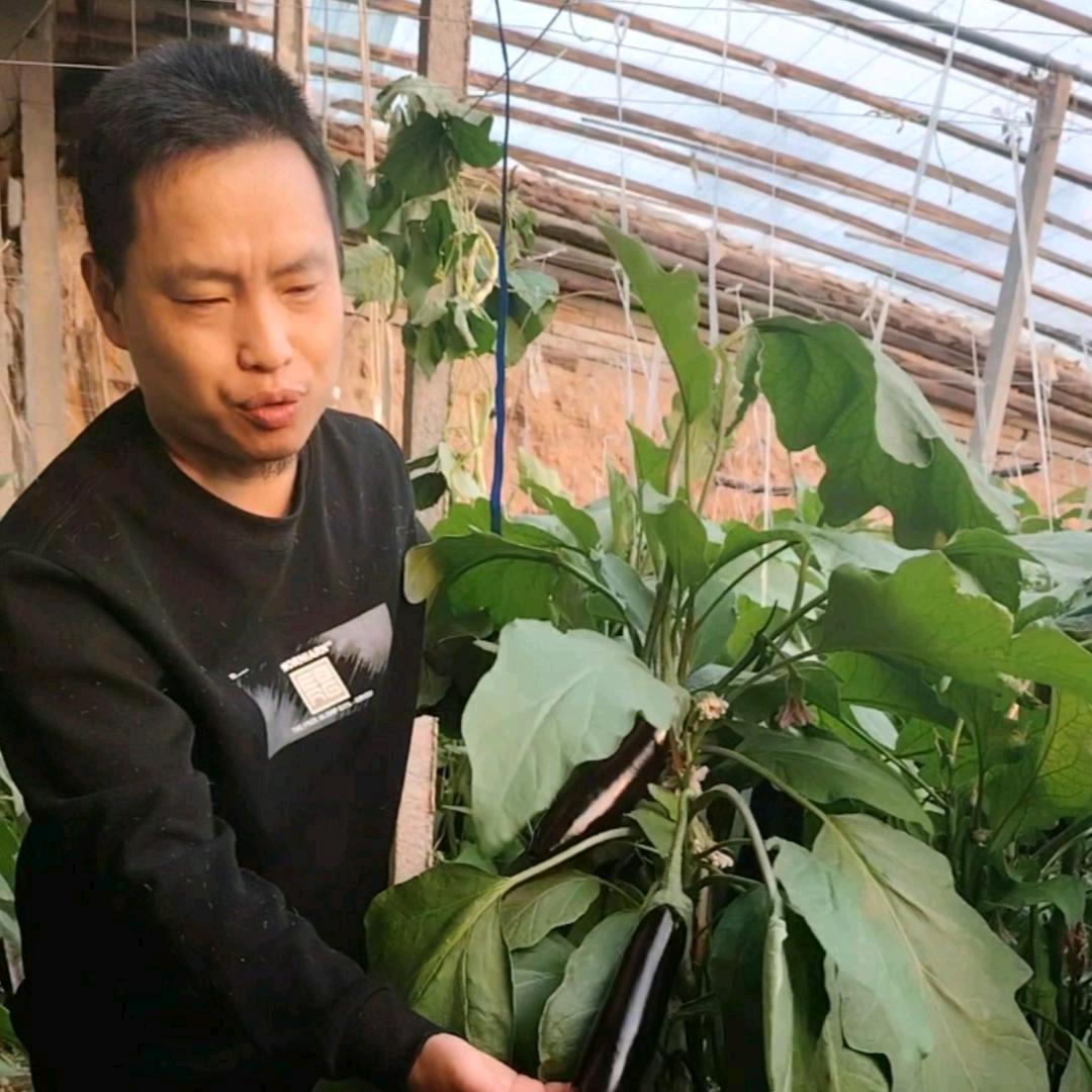 小黄瓜种植技术高超