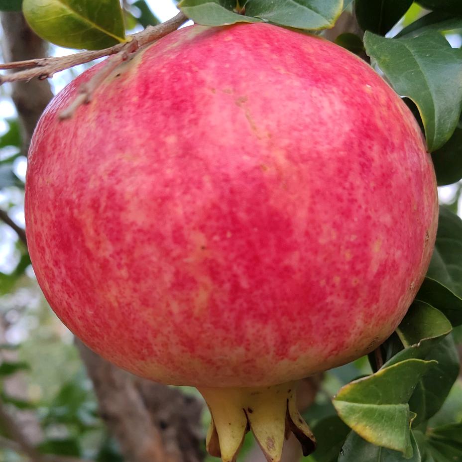 榴荥软籽石榴种植