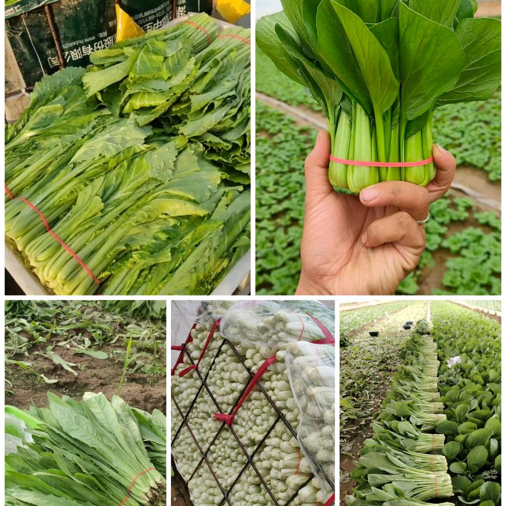 种菜的小闫🇨🇳
