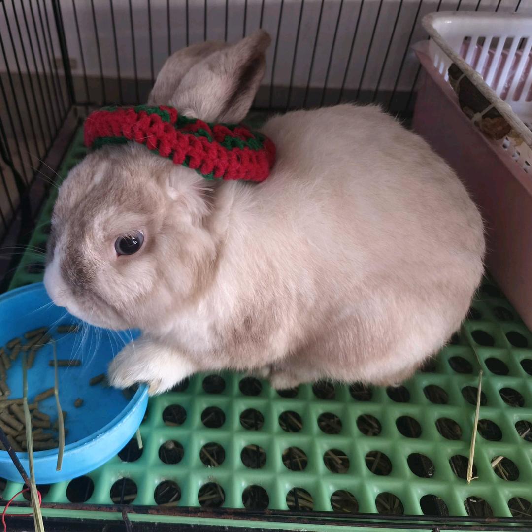 钟小香（12.6看得闲谨制打👻子）