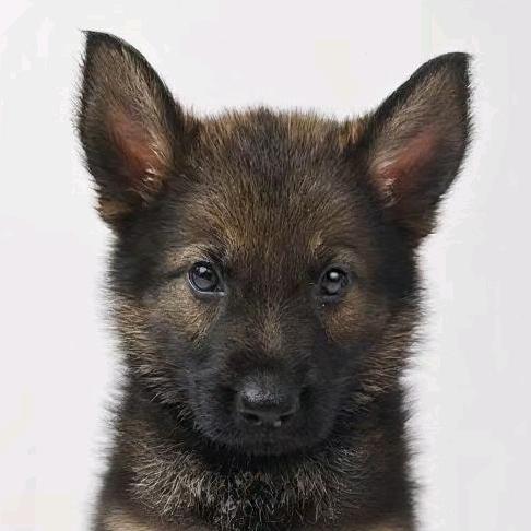 我是一只小黑狗