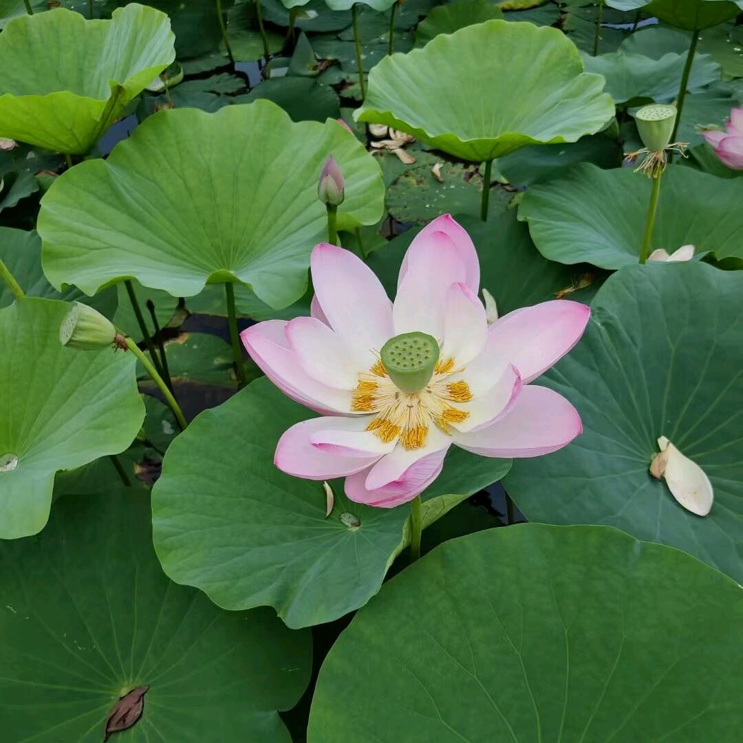 敏儿