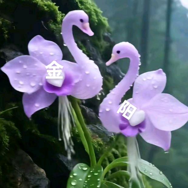 ⚓️为你。🗝心动🧚🏻‍♀️