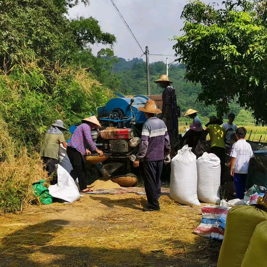 荔荔皆辛苦（广西小果农）
