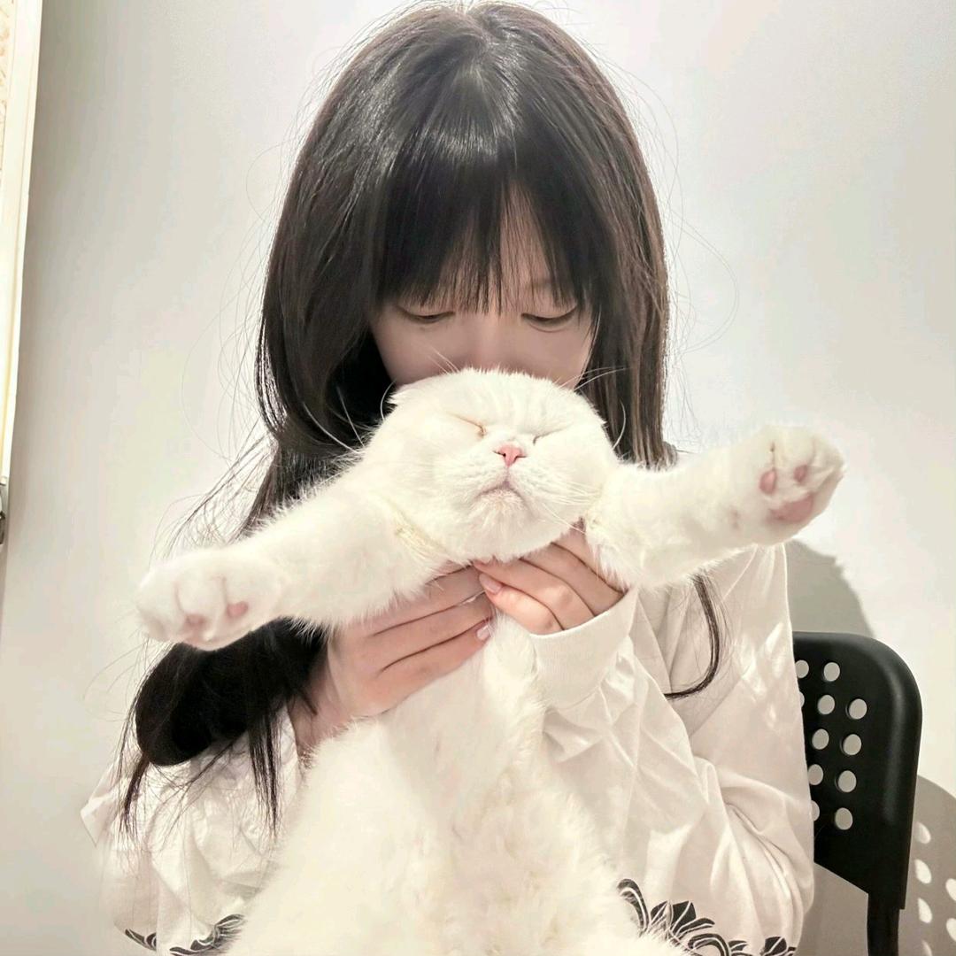 狮子猫