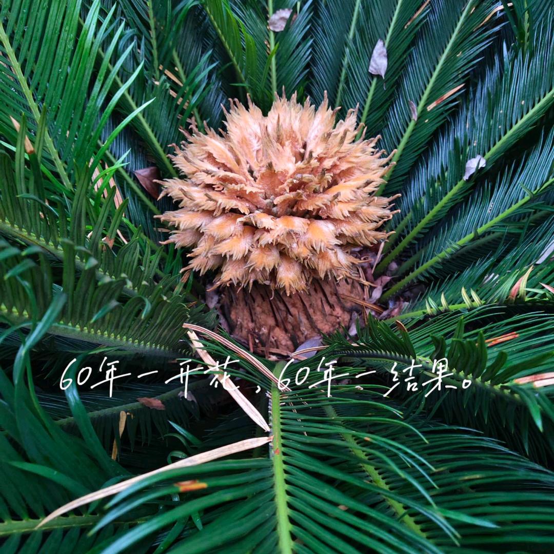 想念不如怀念4639