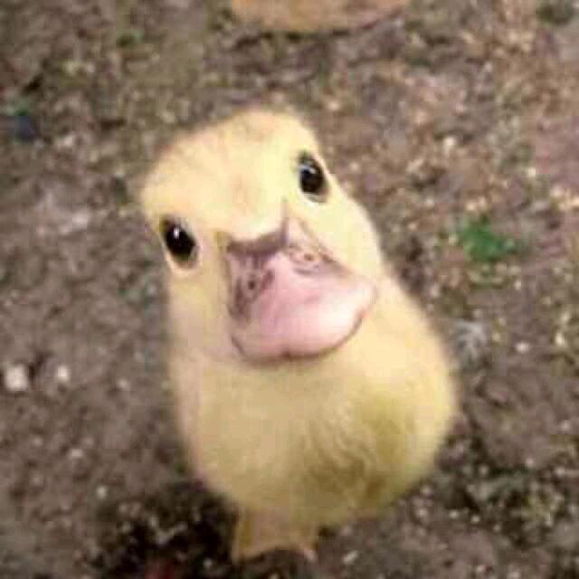 哈密瓜