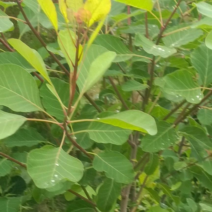 我的名字xx