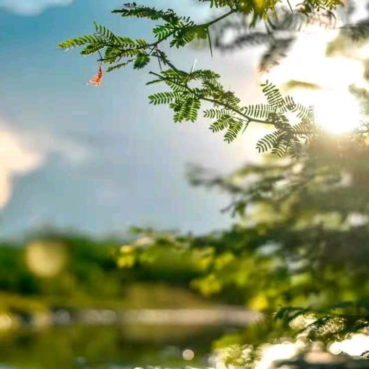 花叶好物