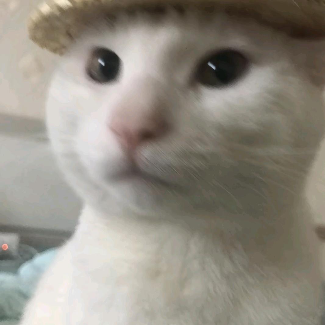 夏夏