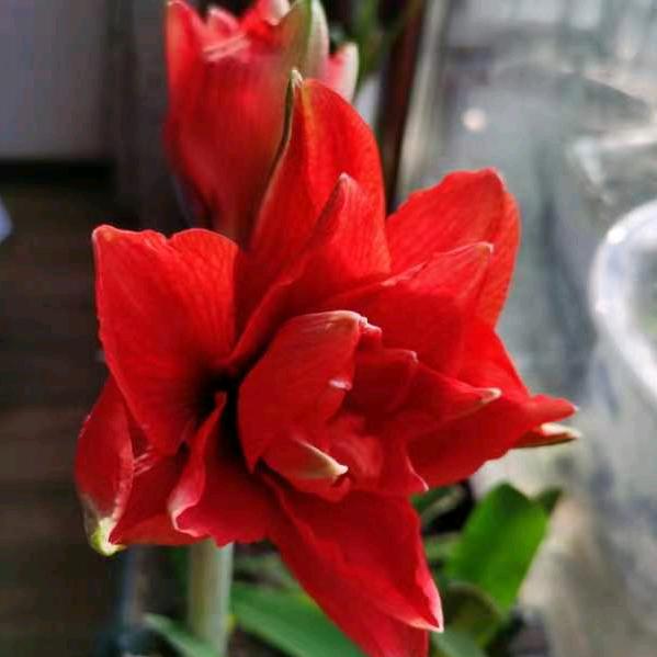 🌹🌹🌹