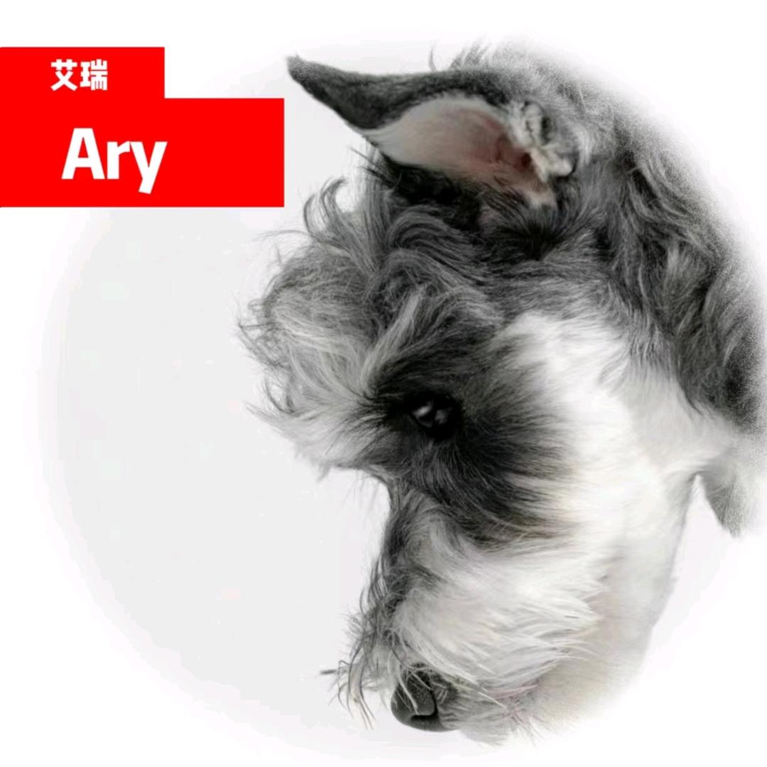 A-艾瑞萌宠