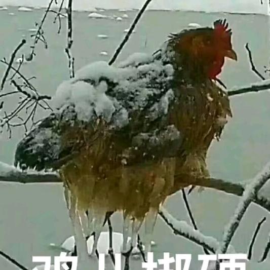 上课直播员123