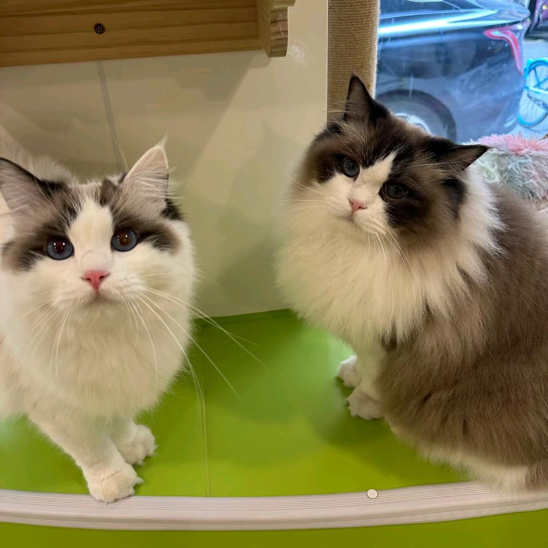 猫 猫🇨🇳