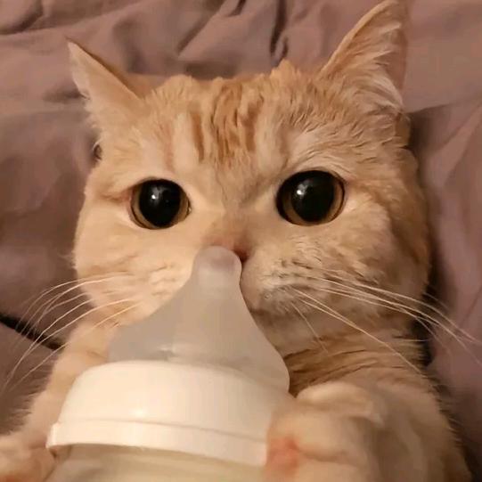 不要说晚安