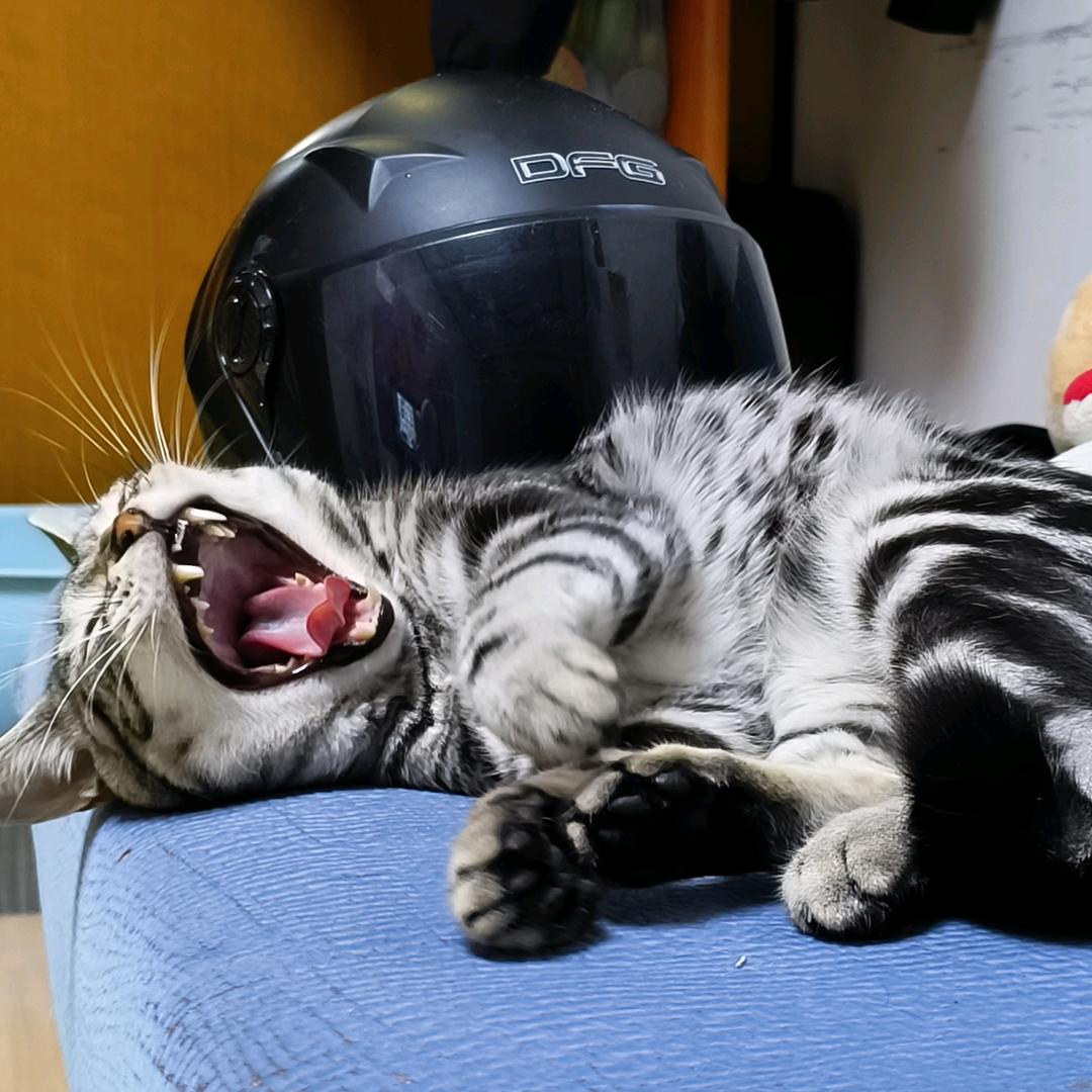 猫爷