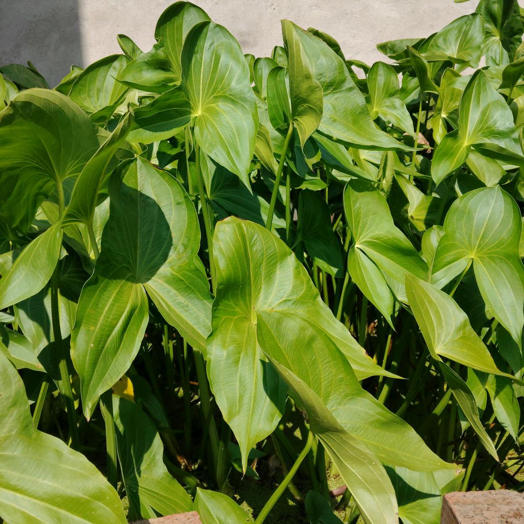 明天会更好，🌿🌿🌿
