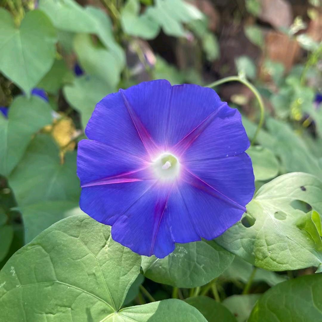 太阳