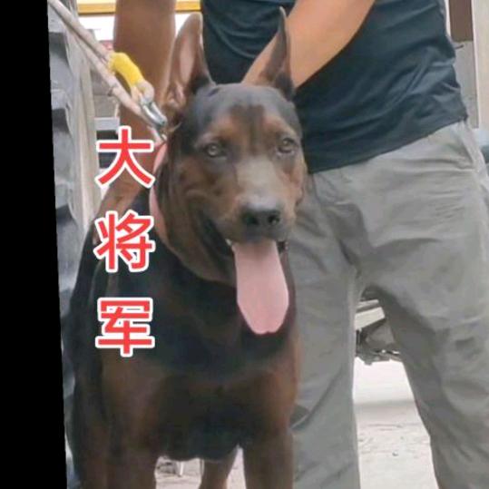 李红标 犬业   种公  大将军  一狼