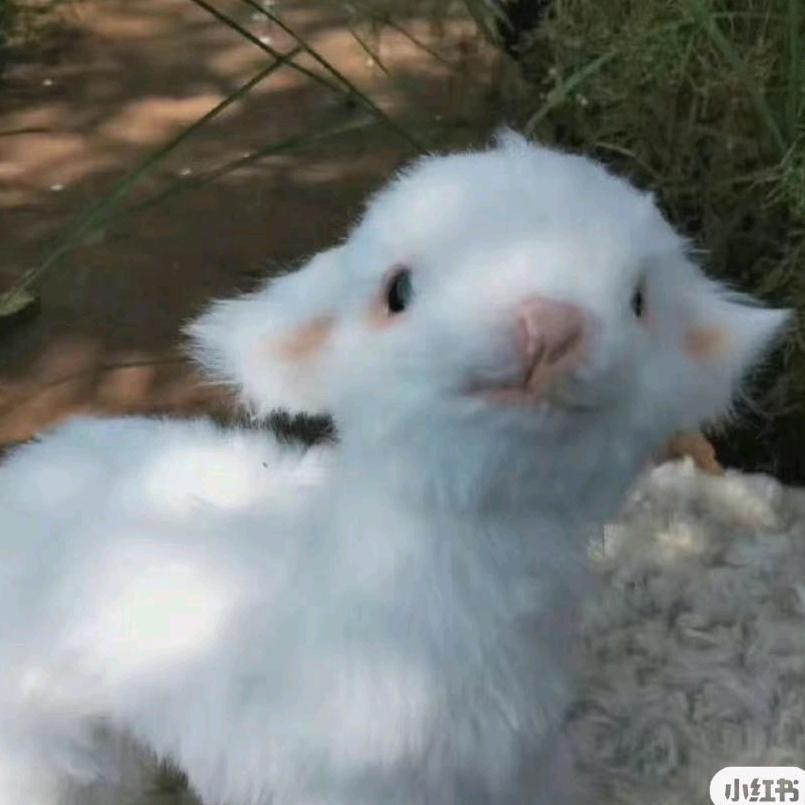 你的彩铃真好看