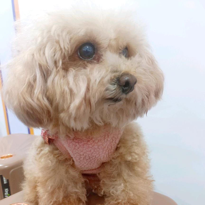 家有萌宠  果果