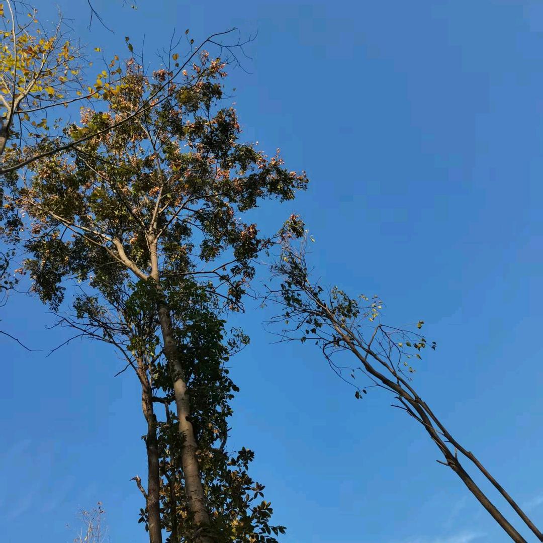 一博说号卡  正规大流量卡