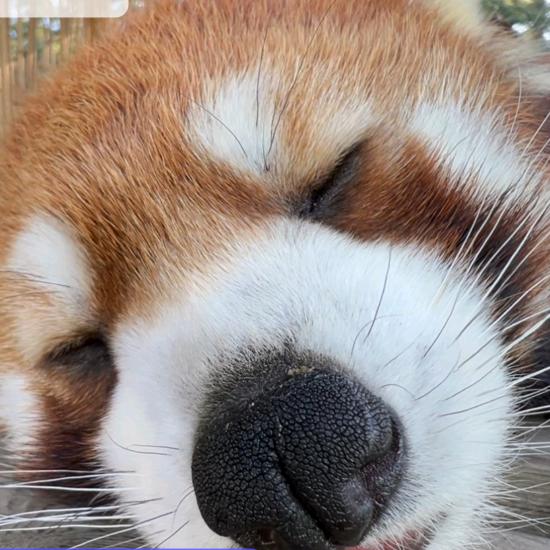 吃不饱
