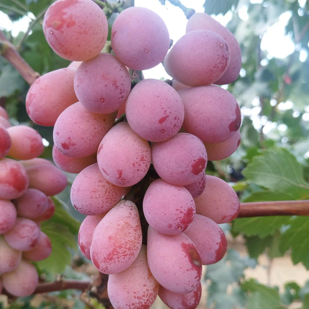 辽峰葡萄🍇🍇
