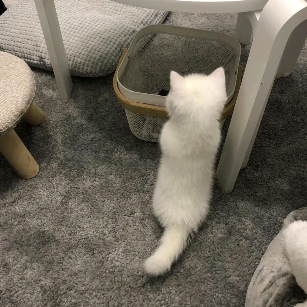 小宝－