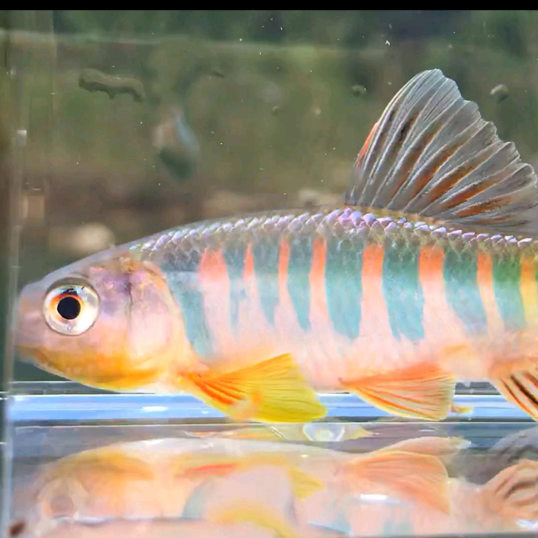 yuangshengyu2000