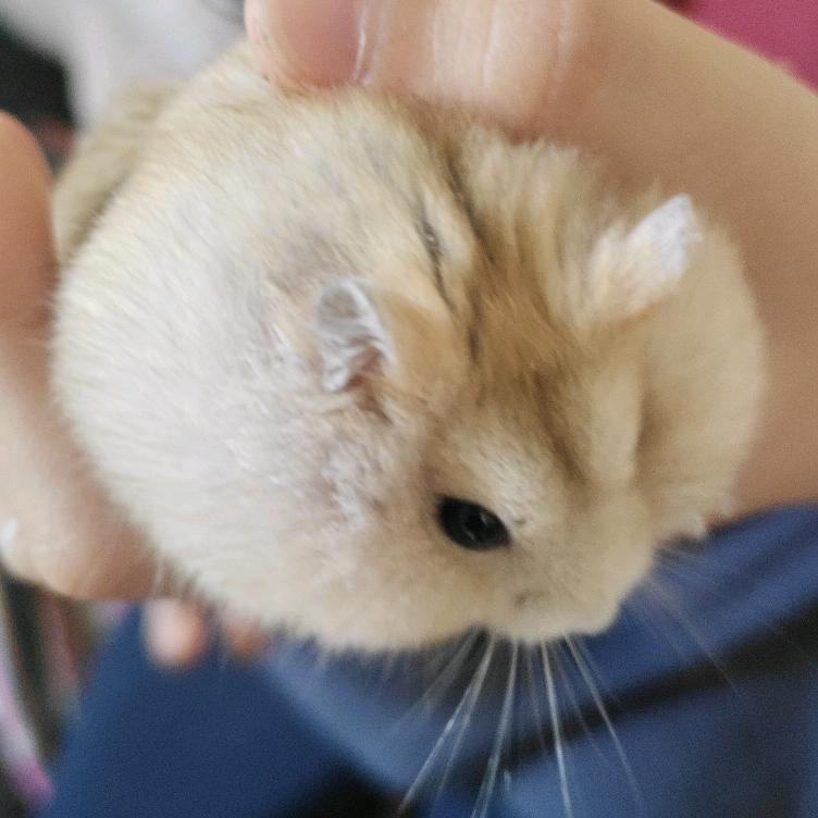 胡元太头像