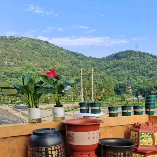 花盆绿植园艺基地