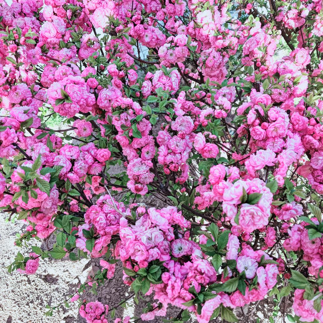 🌺心有暖阳🌺