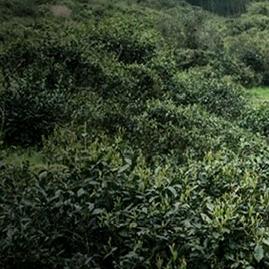 茶香诗意茶叶店