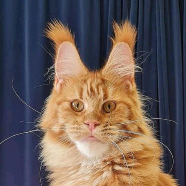 锦鲤家缅因猫舍