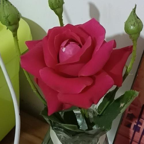 我的人生我做主z