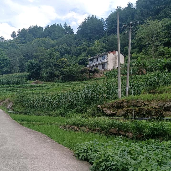 石头