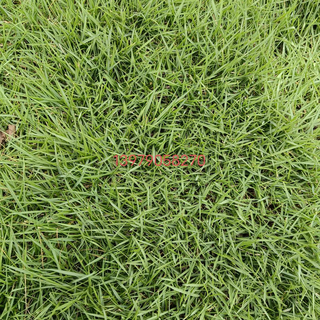 @诚信草皮基地@