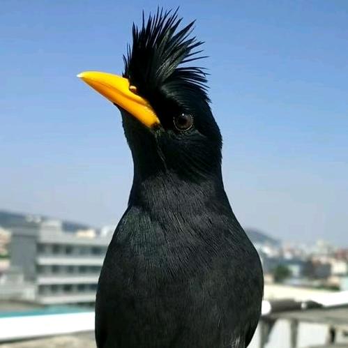 广东八哥（接代训）