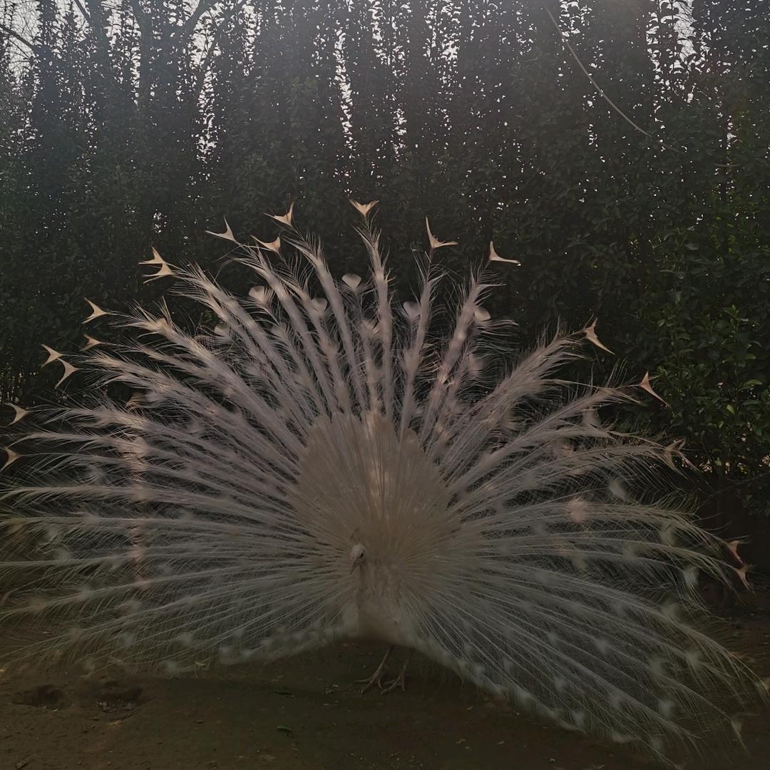 小手钓鱼