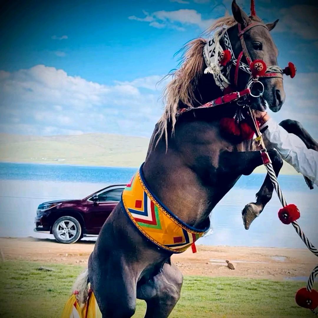 #马背上的民族🐴