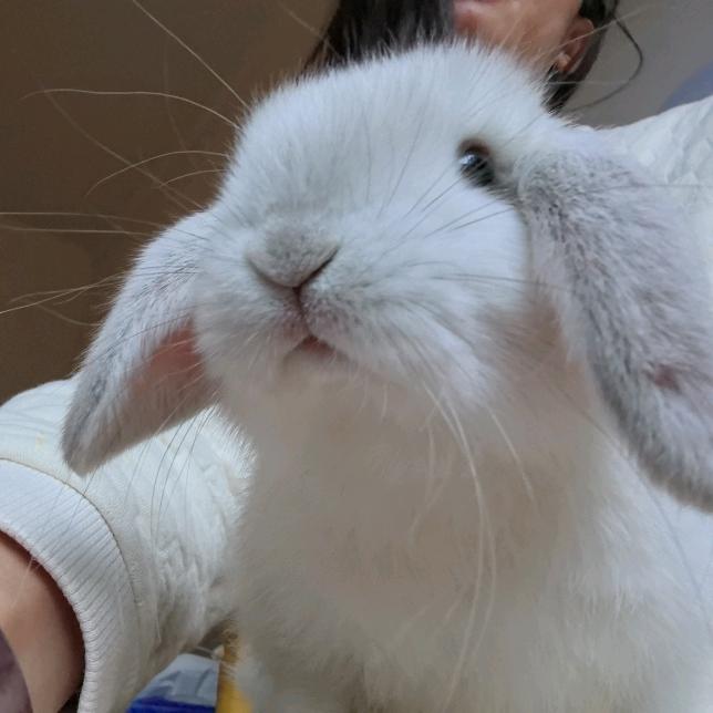 来福和来财的快乐生活🐰